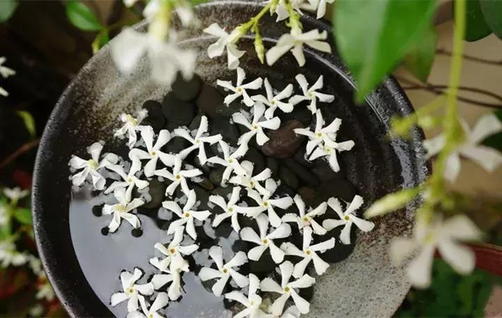 五月份被公认阳台最好养的10种花,喜阴耐旱适合室内养的50种花