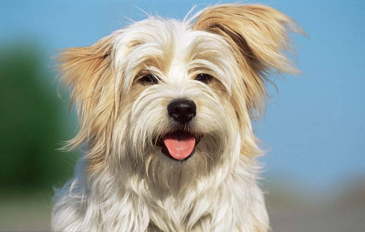 大公犬发情了有什么办法,大白熊发情如何处理