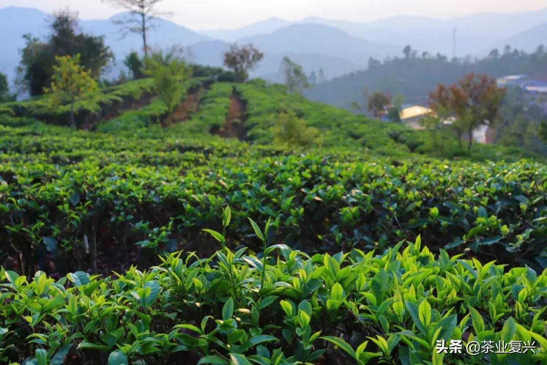 春茶好坏怎么看,春茶品鉴