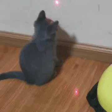 我给猫花的冤枉钱，能在广州买一套房