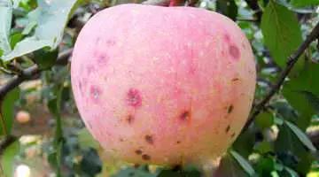 苹果的主要病虫害及如何防治,防治苹果病害的方法