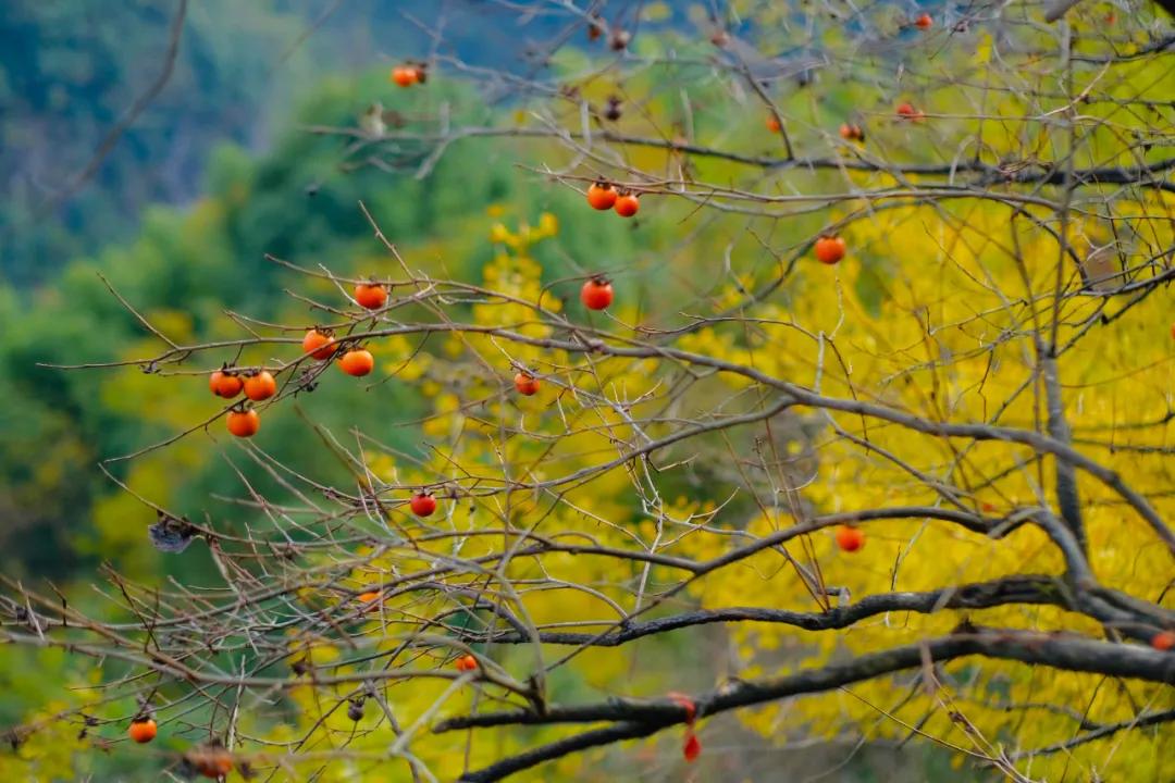 银杏古道自驾游攻略,江浙沪绝美古道苏州