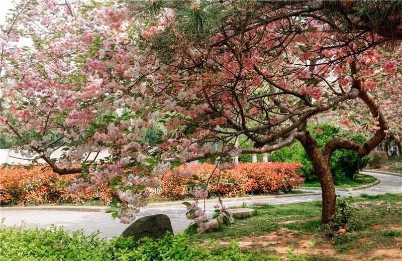 To全世界:灵宝向您发来一封邀请函,请亲启