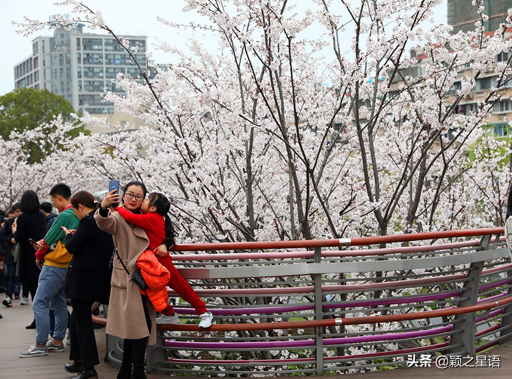 十里樱花十里尘,十五个赏樱地,赴一场樱花之恋