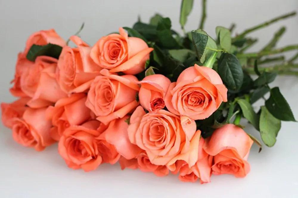 一篇文章带你认识三亚40种花,鲜花图鉴一次性认识30种玫瑰花