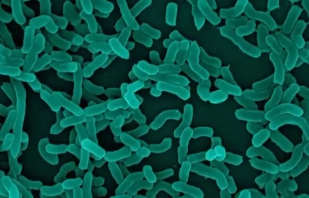 微生物菌种小知识,微生物小知识