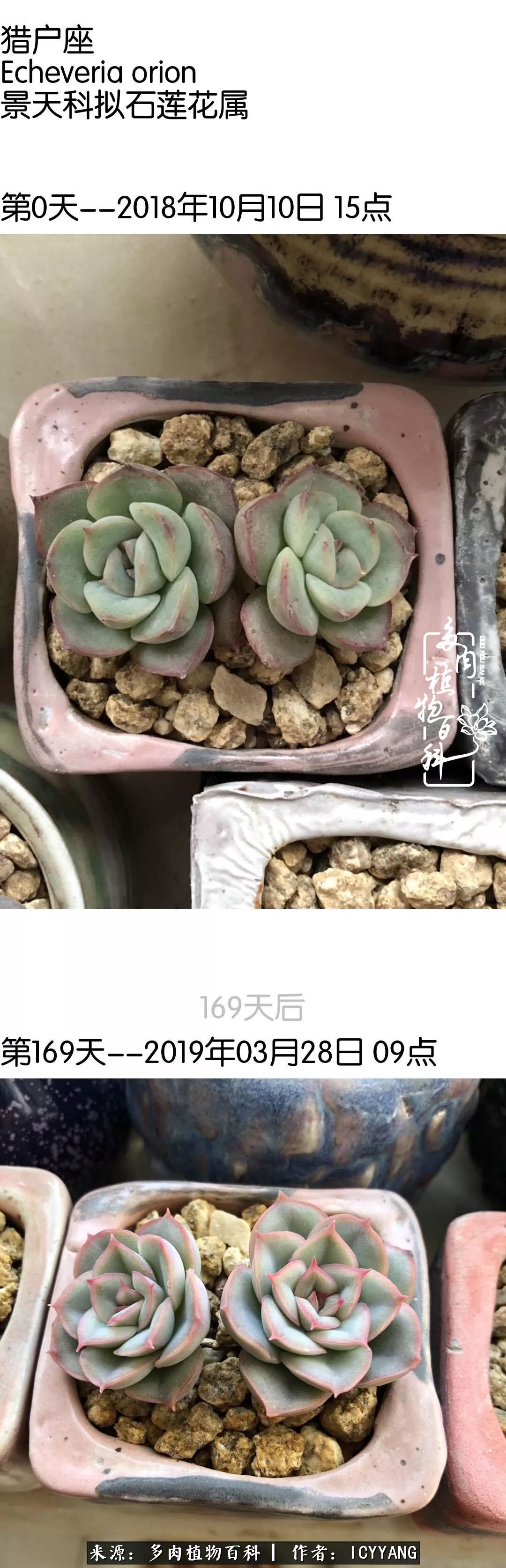 多肉隔着玻璃晒太阳效果好吗,隔着玻璃养的多肉照样长得好