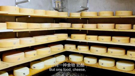 老鼠爱吃奶酪是真的吗,老鼠真的吃奶酪吗