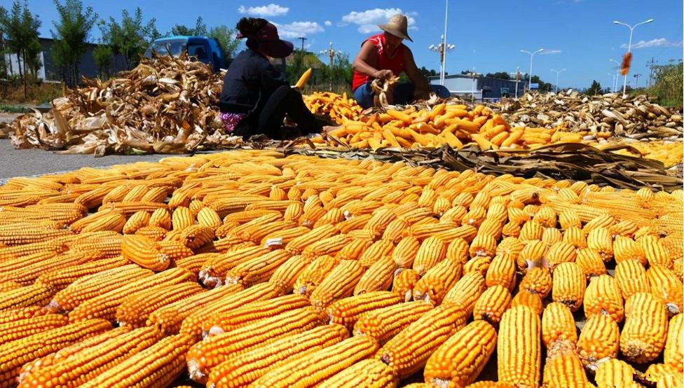 玉米淀粉和红薯淀粉啥区别,玉米淀粉和红薯淀粉哪个更好