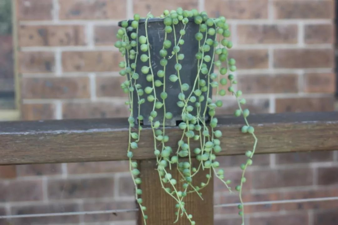 珍珠吊兰为什么开花不红,为什么我的吊兰叶子总是有点断