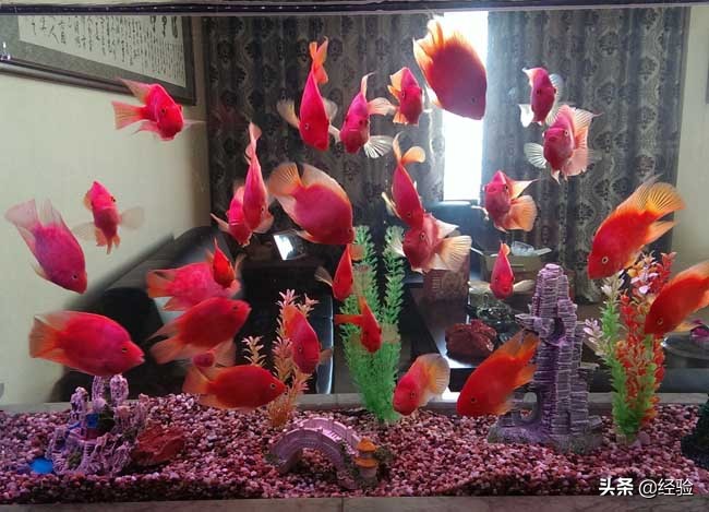 鹦鹉鱼变白怎么办？