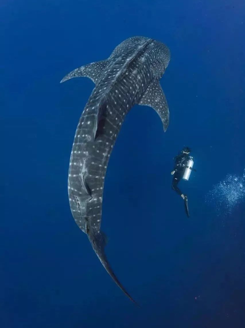 泰国去了就不后悔的地方,泰国十大坑人旅游攻略