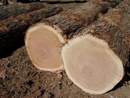 美国红橡木原木风效果,北美橡木红橡木