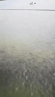 采煤塌陷地变身湿地公园,采煤沉陷区变身绿色公园