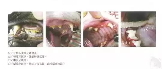 猫咪刷牙怎么做,猫咪刷牙正确教程