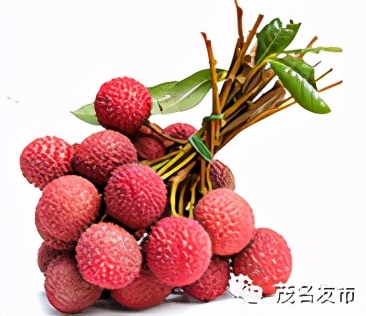 荔枝丰收季最新视频,荔枝丰收季广东