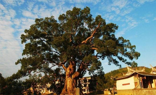 盘点史上最全中国各城市市花,中国各个地方的市花
