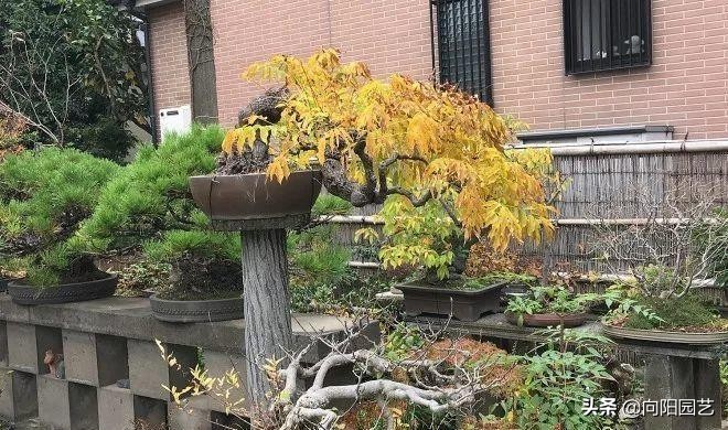 盆景应该怎么养才好看,盆景新手入门知识盆景的基本属性