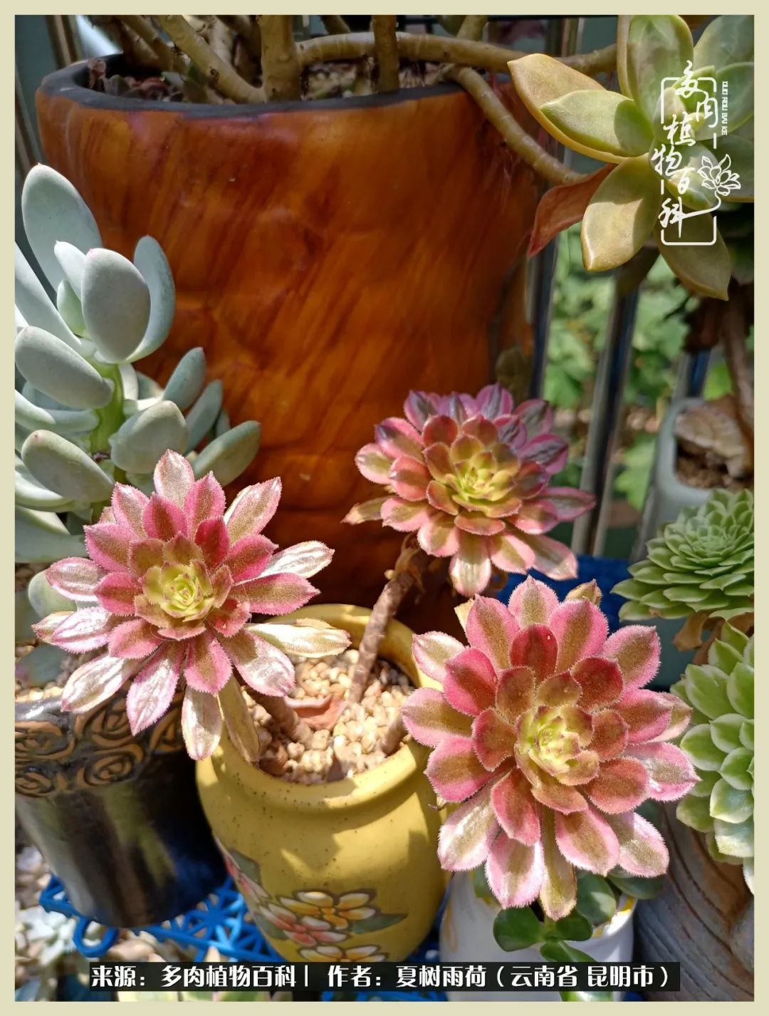 自从养了多肉有了窗台想要个阳台,养多肉10年多