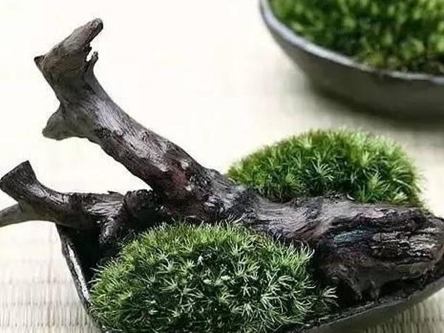 苔藓意境盆景,文人树盆景怎么养才能突出好看