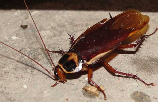 家里有蟑螂怎么才能迅速的消灭掉,家里有蟑螂怎样能彻底消灭掉