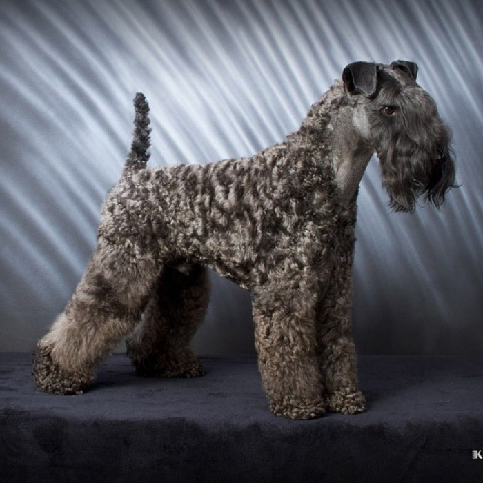 世界上最昂贵的10只狗,世界上最昂贵的狗品种