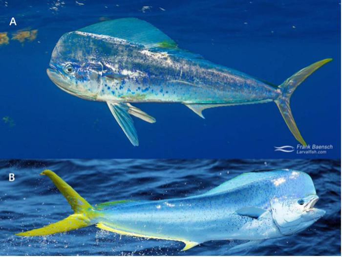 凡学大师｜鲯鳅：美是我最不值一提的优点