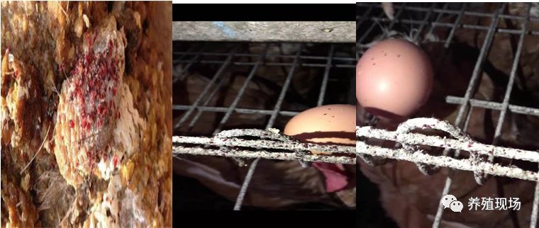 鸡身上有很多虱子怎么办可以吃吗,鸡身上有虱子能用柏松牌杀虫粉吗