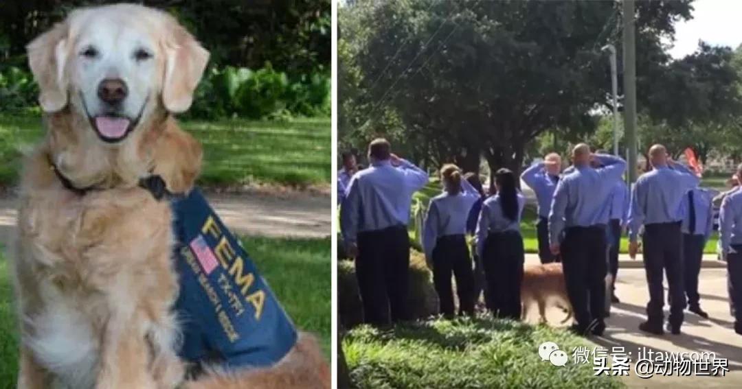 世界各国的著名动物,美国最著名的动物