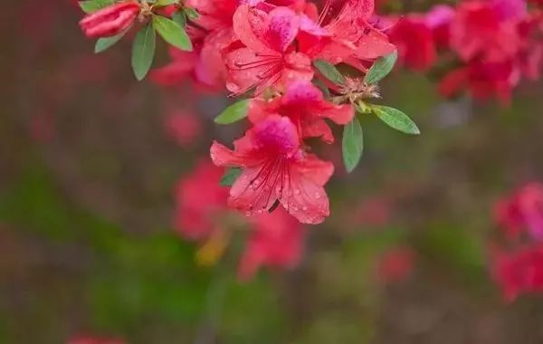 峨眉山降价最新消息,峨眉山的门票打折什么时候结束