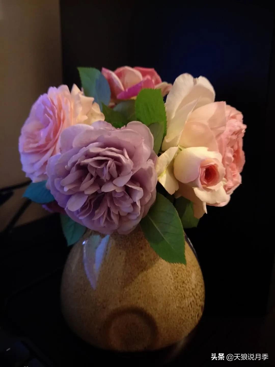 月季春季第一波花要不要剪,月季春季第一波花开后嫁接