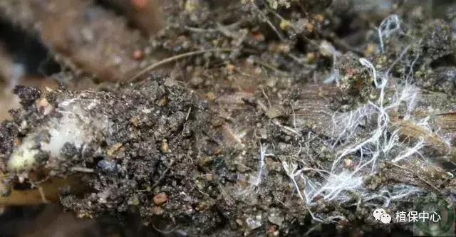 几种果树根部病害的症状识别与防治