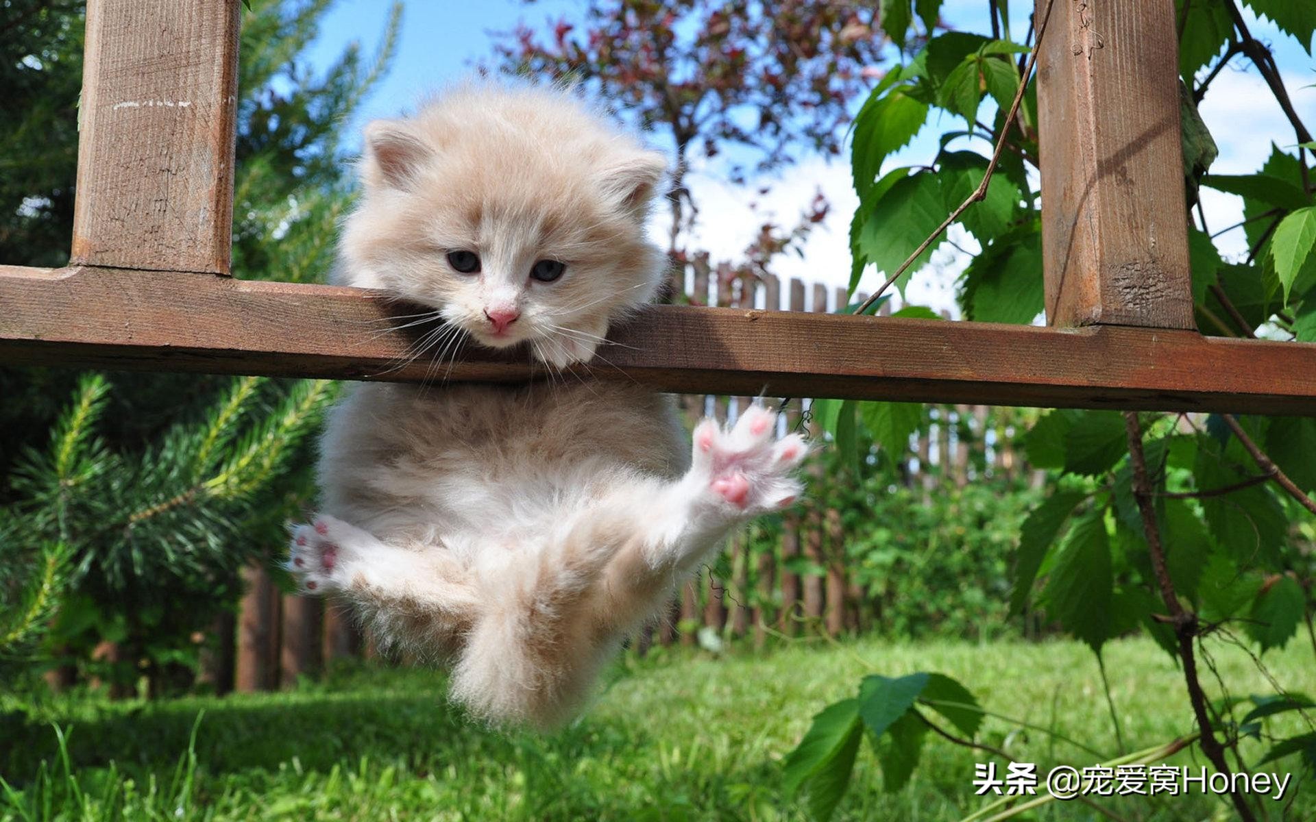 猫咪总是撒娇一样的叫声是啥意思,猫咪各种声音代表什么