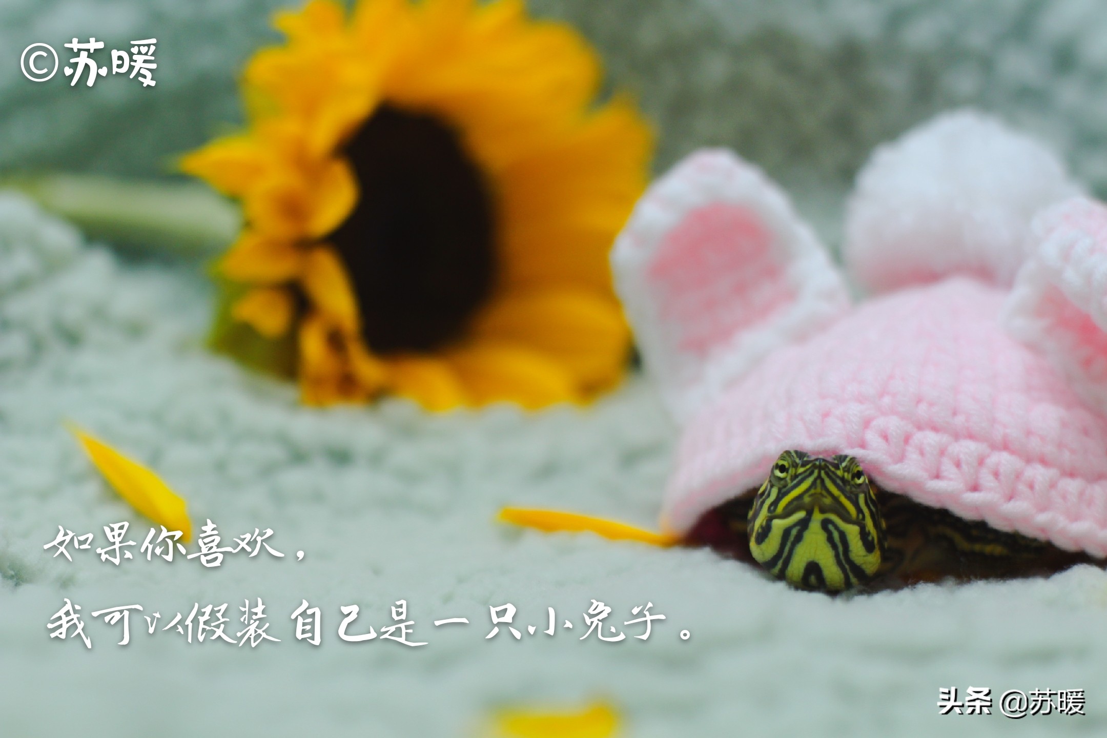 红茶可以治疗乌龟腐皮吗,腐甲腐皮的乌龟怎么治疗