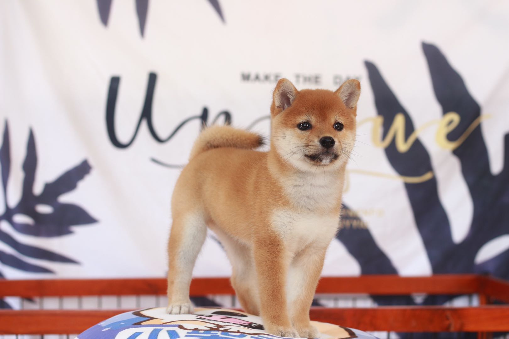 柴犬好养吗优缺点有哪些,柴犬好养吗性格如何