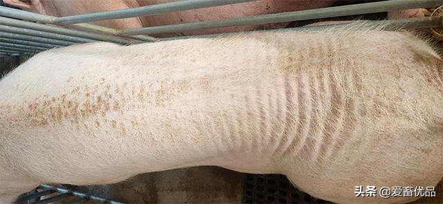 猪寄生虫病怎么治,母猪身上的寄生虫用什么药抹