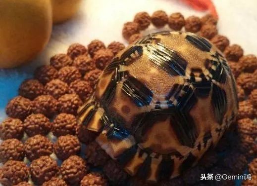 文玩小乌龟,文玩乌龟代表什么