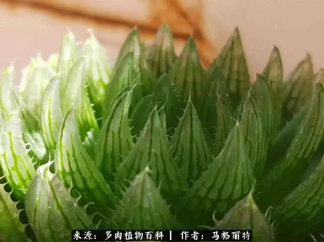 北方阳台多肉怎么过冬,北方阳台多肉