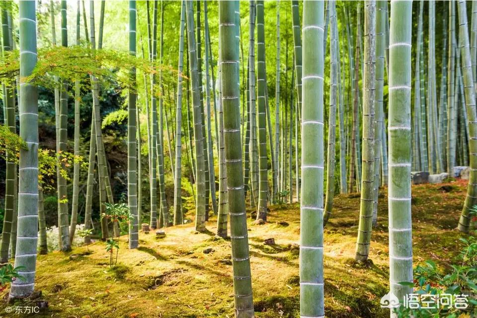 如何有效防止竹子根蔓延生长,庭院如何防止竹根蔓延