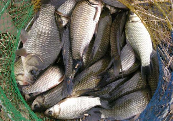 新手钓鱼入门基本知识调漂,钓鱼调漂基础知识