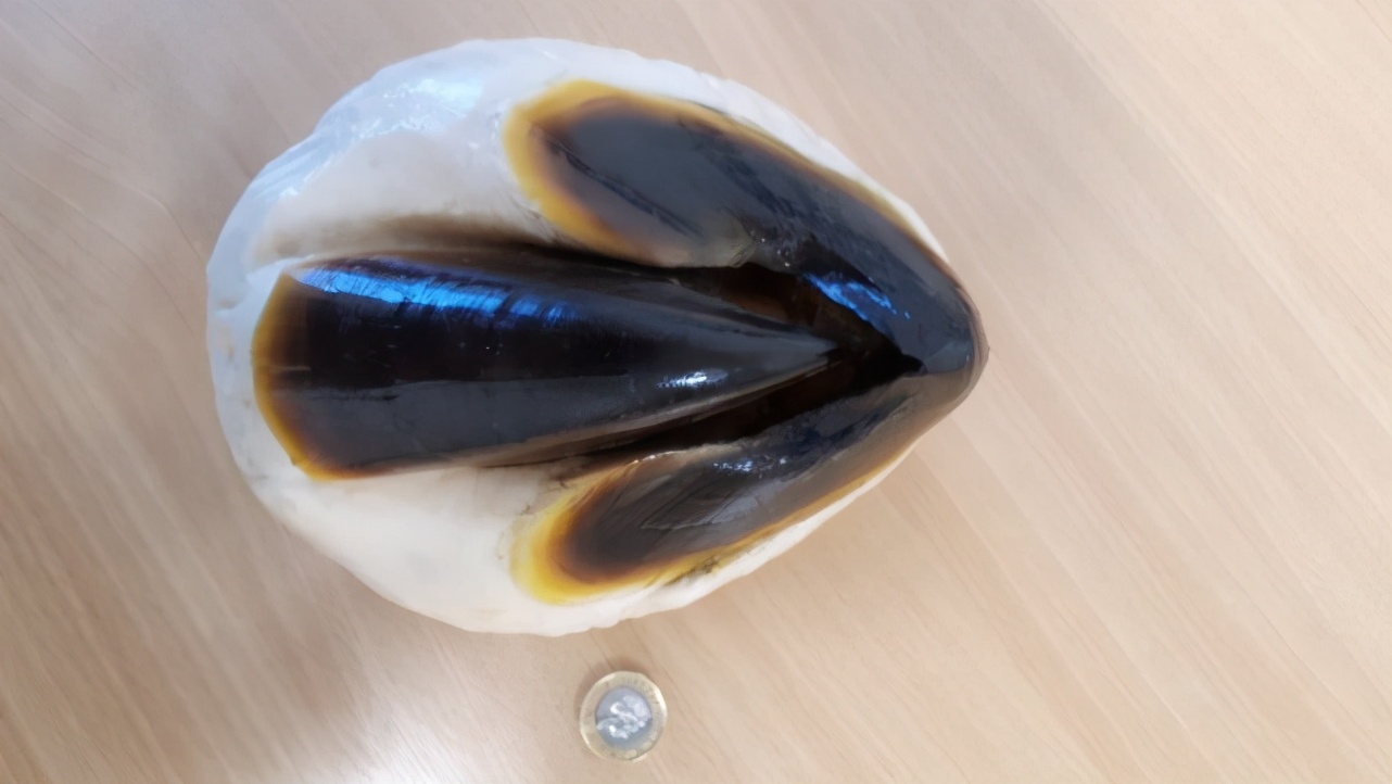 世界上最大的大王酸浆鱿有多少米,大王酸浆鱿长80米