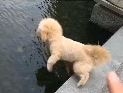 狗子怕水是什么原因,狗子害怕游泳怎么办