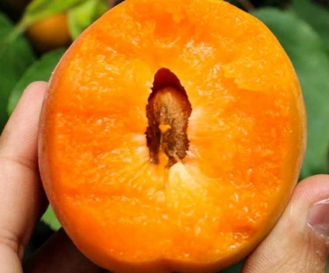 六月什么水果最有营养,6月适合吃的国产水果