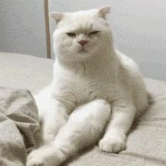 猫咪很臭又不能洗澡的时候怎么办,两个月的猫咪没洗澡太臭了怎么办