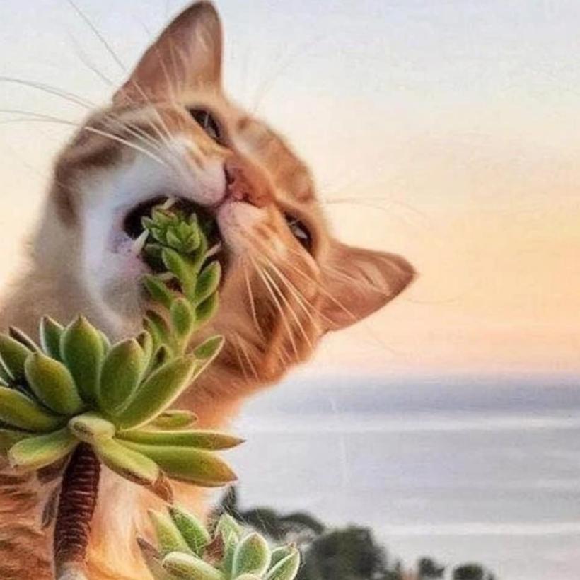 生活在宠物天堂的动物,在天堂的猫狗