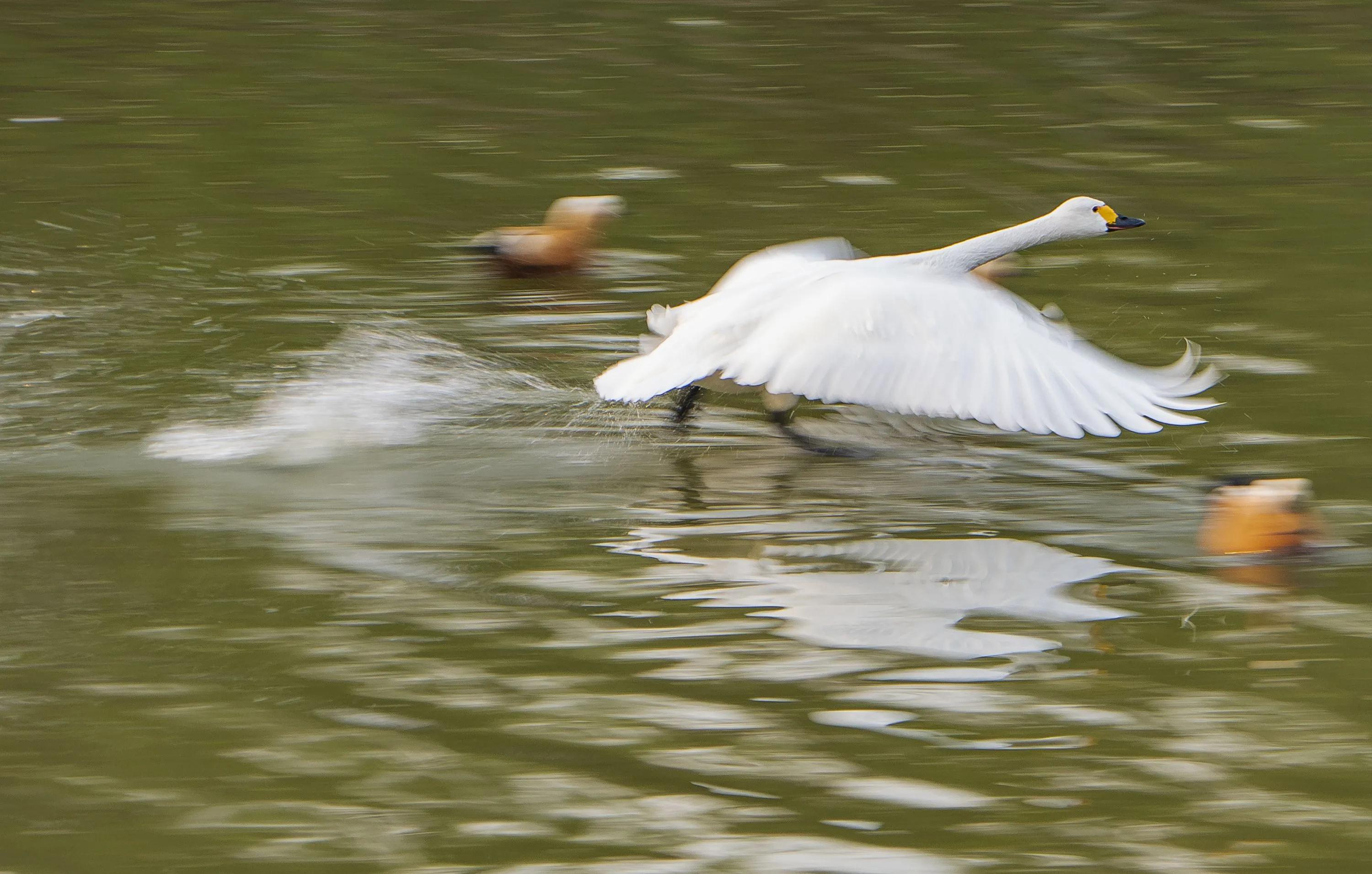 如何正确打牌,打牌双升的正确打法口诀