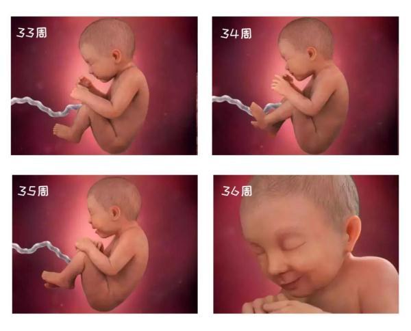 胎宝宝每周生长过程图片,从受孕到出生婴儿孕育全过程