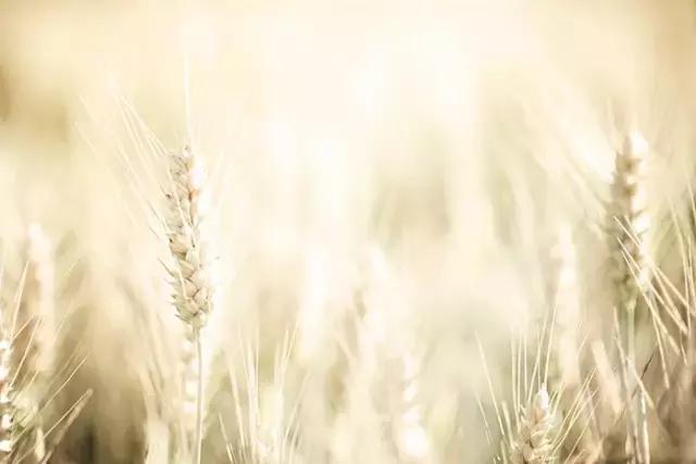 3秒钟搞懂圆的面积,景深入门基础教程