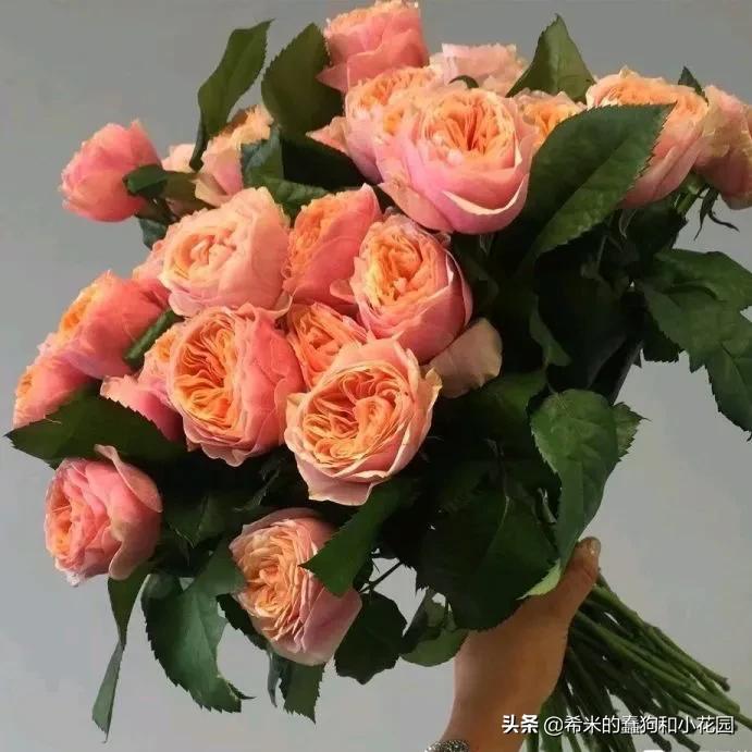 苦尽甘来栀子花,苦尽甘来推荐