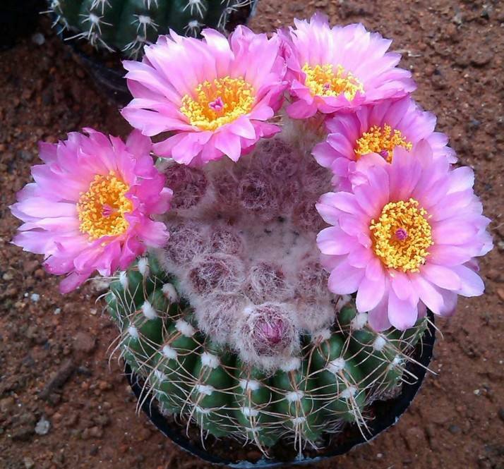 十个仙人球,最新30个仙人球品种